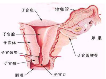 外阴炎最常见的症状有哪些？